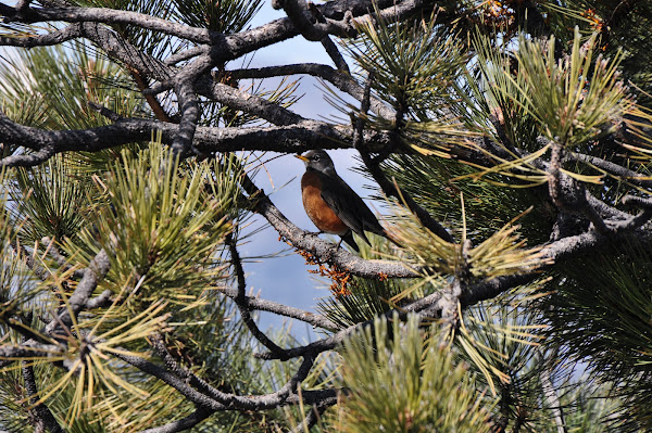 American Robin | Project Noah