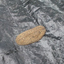 Leatherleaf slug