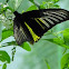 Magellan Birdwing