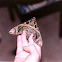 Oleander Sphinx Moth