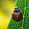 Polished Ladybug