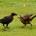 common grackle