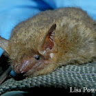Tri-colored Bat (formerly Eastern Pipistrelle)