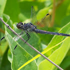 Slaty Skimmer dragonflies (males)