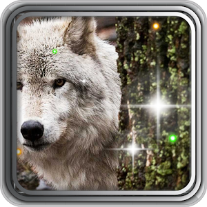 Wild Wolves live wallpaper 1.1