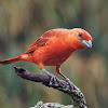 Sanhaçu-de-fogo (Hepatic Tanager)