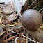 Oak gall wasp