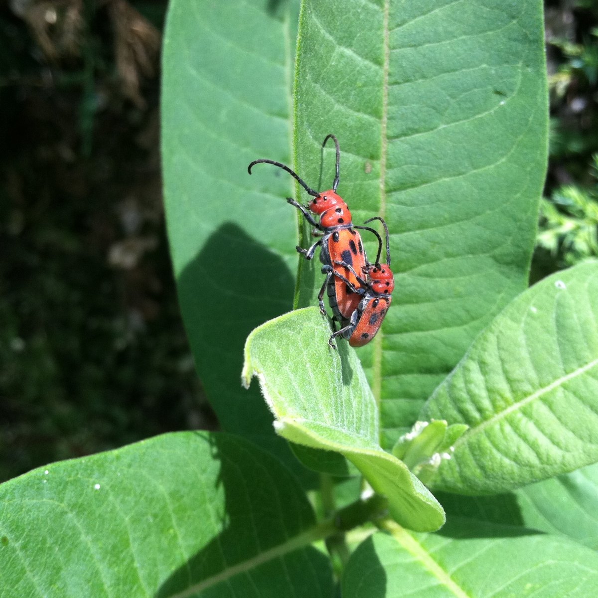  Red Milkweed Beetle