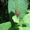  Red Milkweed Beetle