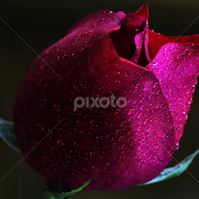 by Md Mamunur Rahman - Flowers Single Flower