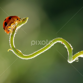 by Dwi Sudarmawan - Animals Insects & Spiders