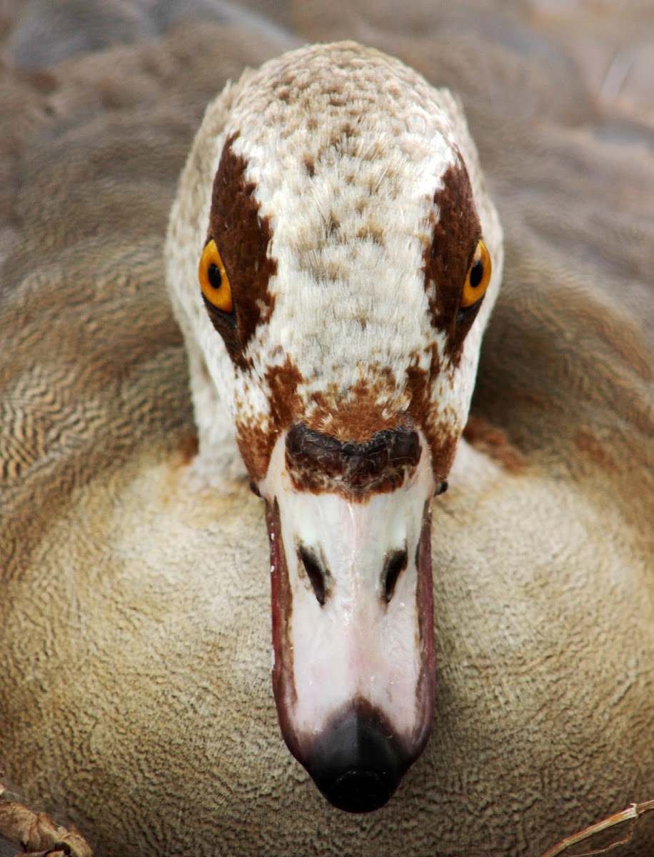 Eqyptian Goose