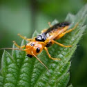 Orange Sawfly