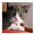 Cat sounds1.1