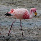 James's flamingo