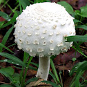 parasol mushroom