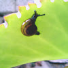 Tiny Garden Snails