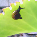 Tiny Garden Snails