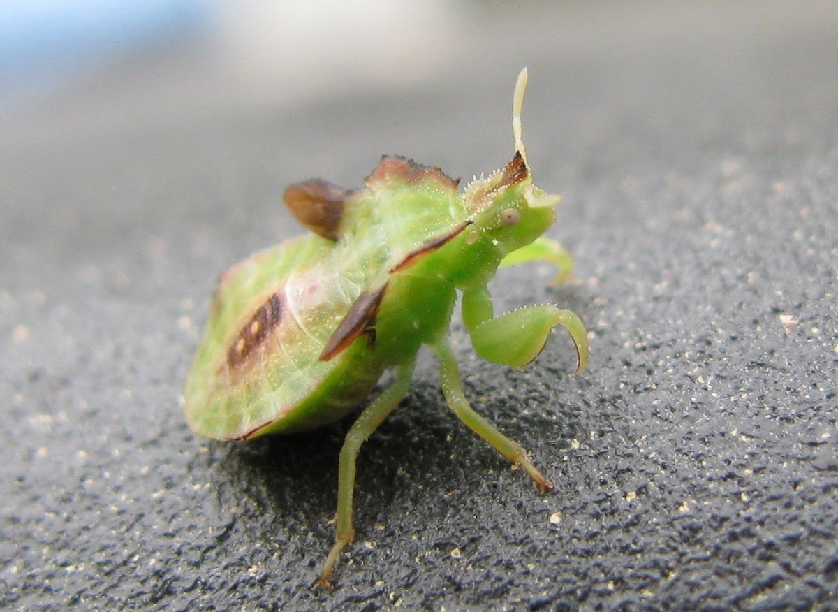 Twin-Spotted Jagged Ambush Bug Nymph
