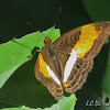 Adelpha butterfly