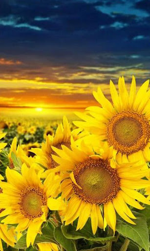 Sunflower Live Wallpaper