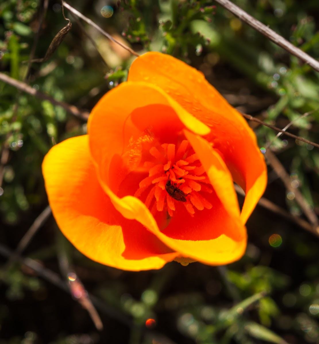 California Poppy
