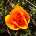 California Poppy