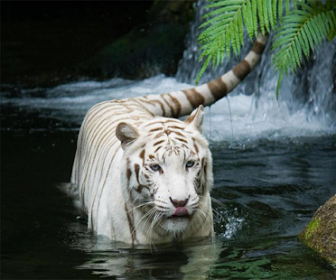 4100 Gambar Wallpaper Harimau Keren Terbaik