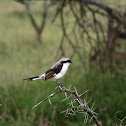 Grey-backed Fiscal