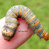 Eight-spotted Forester Moth Caterpillar