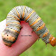 Eight-spotted Forester Moth Caterpillar