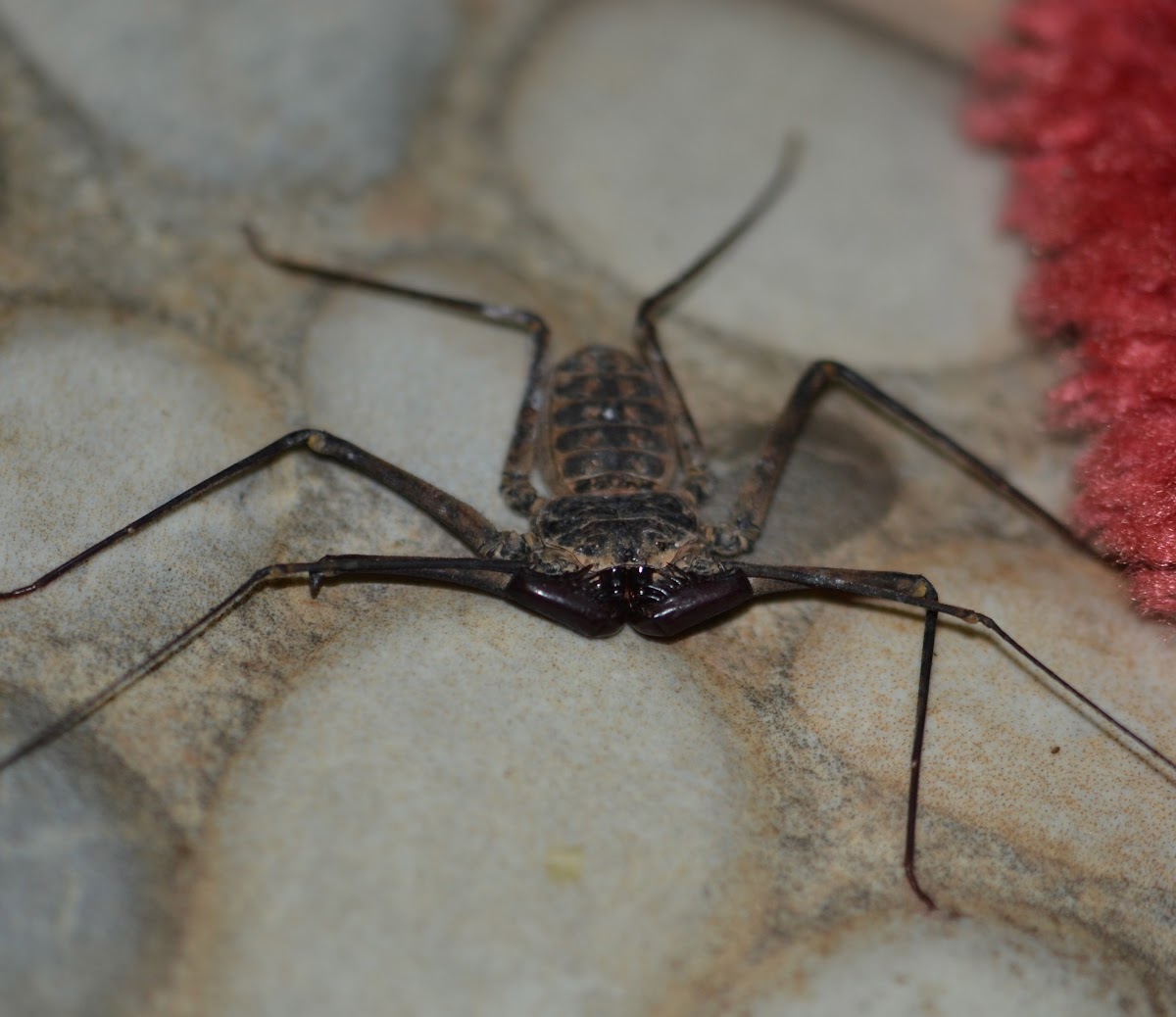 Tail-less Whip Scorpion