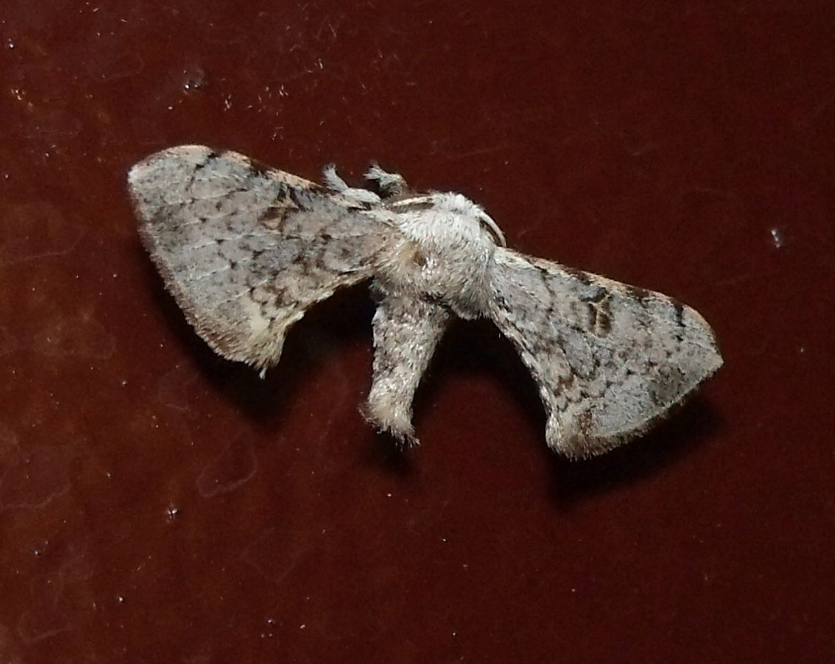 Bombycid moth