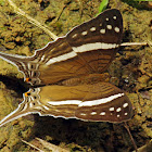 White-banded Daggerwing