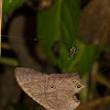 Common Evening Brown (butterfly)