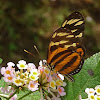 Isabella’s Longwing