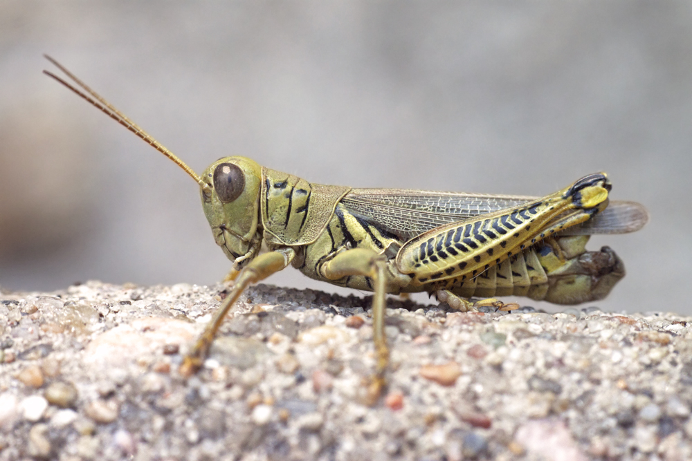 Differential grasshopper (male)
