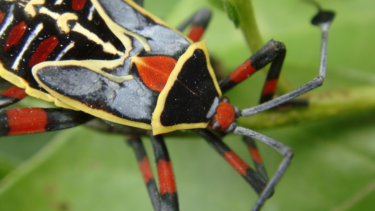 Leaf footed bug nymph