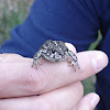 Juvenile Boreal Toad