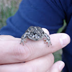 Juvenile Boreal Toad