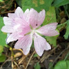 Musk Mallow