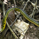 culebra - Shaws dark ground snake.