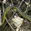 culebra - Shaws dark ground snake.