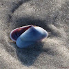 Coquina clam