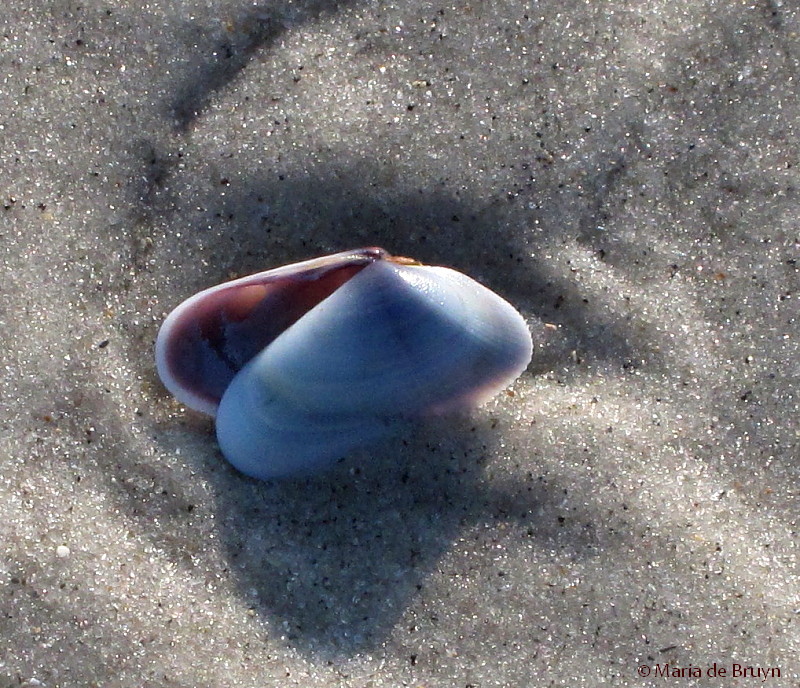 Coquina clam