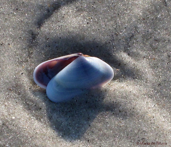 Coquina clam Project Noah