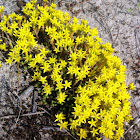 Sedum acre