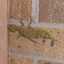 Southern Leaf-Tailed Gecko