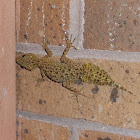Southern Leaf-Tailed Gecko