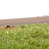 Ring - necked Pheasant (Male - Rooster)